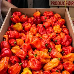 Hot Pepper (Rodo)